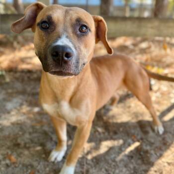 Rescue Mixed Breed Dogs for Adoption in Milton, Florida - Elle | PetCurious