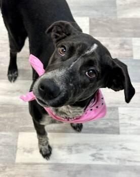 Rescue Pointer and Labrador Retriever Dogs for Adoption in Lufkin, Texas - Croissant | PetCurious