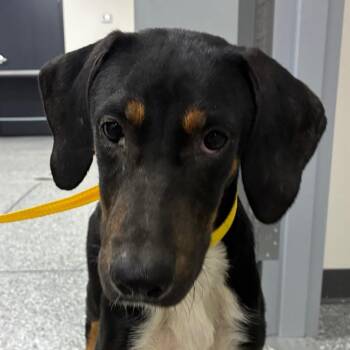 Gunner -  Hound Dog for Adoption in Bronson, Florida - Gunner | PetCurious