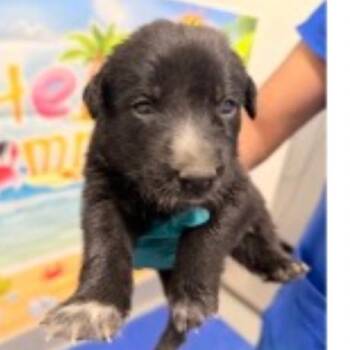 Yoshi -  Mixed Breed Dog for Adoption in Midland, Texas - Yoshi | PetCurious