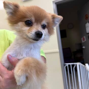 Pomeranian Dogs Available for Adoption - Sully | PetCurious