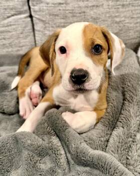 Hound Dogs Available for Adoption in Greenlawn, New York - Wonton | PetCurious