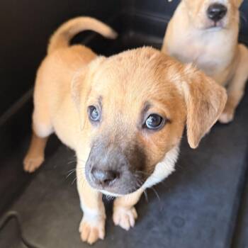 Ronnie -  Shepherd and Terrier Dog for Adoption in Birmingham, Alabama - Ronnie | PetCurious