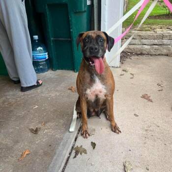 Eclair -  Boxer Dog for Adoption in Campton Hills, Illinois - Eclair | PetCurious