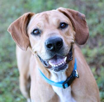 Charlie (AO37687) -  Labrador Retriever Dog for Adoption in Kansas City, Kansas - Charlie (AO37687) | PetCurious