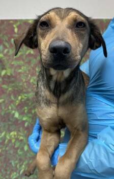 Shepherd and Mixed Breed Dogs Available for Adoption in San Antonio, Texas - Magdelena | PetCurious