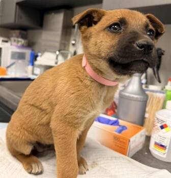 Belgian Shepherd Malinois Dogs Available for Adoption - LOVIE | PetCurious