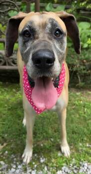 Daisy (and Aspen) -  Great Dane Dog for Adoption in Crossville, Tennessee - Daisy (and Aspen) | PetCurious