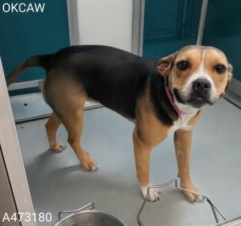 Boxer and Pit Bull Terrier Dogs Available for Adoption in Oklahoma City, Oklahoma - A473180 | PetCurious