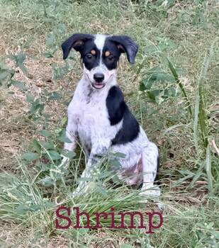 Shrimp -  Cattle Dog Dog for Adoption in Semmes, Alabama - Shrimp | PetCurious