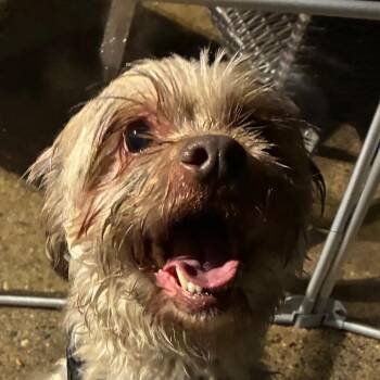 Fife -  Mixed Breed Dog for Adoption in Philadelphia, Pennsylvania - Fife | PetCurious