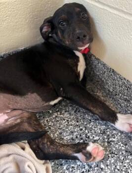JANET -  Labrador Retriever and Mixed Breed Dog for Adoption in Brewster, Massachusetts - JANET | PetCurious