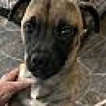 Pugsley -  Pug and Beagle Dog for Adoption in Stuarts Draft, Virginia - Pugsley | PetCurious