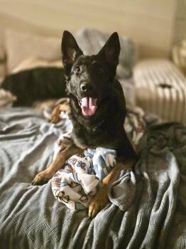 Rooster -  German Shepherd Dog Dog for Adoption in New Orleans, Louisiana - Rooster | PetCurious