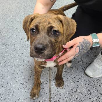 Mixed Breed Dogs Available for Adoption in Middleburg, Florida - Titaba 28504 | PetCurious