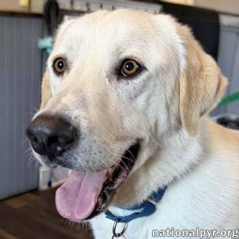 Great Pyrenees Dogs Available for Adoption in Beacon, New York - Zeus In CT - Excellent Walking On Leash! | PetCurious