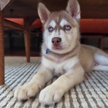 Copper -  Husky Dog for Adoption in Patchogue, New York - Copper | PetCurious