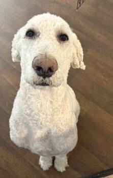 Rio -  Labradoodle Dog for Adoption in Las Vegas, Nevada - Rio | PetCurious