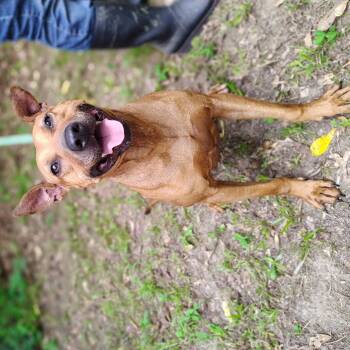 Rescue Xoloitzcuintli Mexican Hairless and Mixed Breed Dogs for Adoption in Tylertown, Mississippi - Charlotte | PetCurious