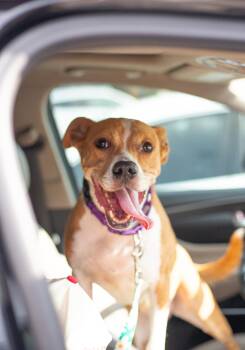 Sushi -  American Staffordshire Terrier Dog for Adoption in Tampa, Florida - Sushi | PetCurious