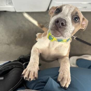 Scrunchie -  Mixed Breed Dog for Adoption in Pittsburgh, Pennsylvania - Scrunchie | PetCurious