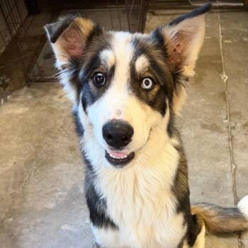 Jonesy -  Husky and Mixed Breed Dog for Adoption in Ardmore, Oklahoma - Jonesy | PetCurious