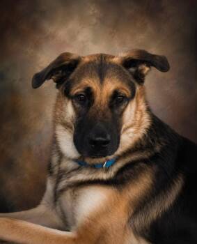 Murphy -  German Shepherd Dog Dog for Adoption in Berkeley, California - Murphy | PetCurious
