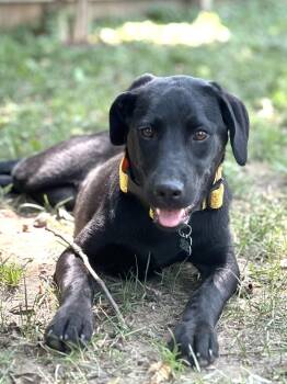 Molly (fka Bellatrix) -  Labrador Retriever Dog for Adoption in Columbus, Ohio - Molly (fka Bellatrix) | PetCurious