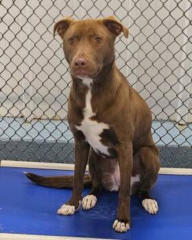 Remi -  Retriever and Mixed Breed Dog for Adoption in Taylorsville, North Carolina - Remi | PetCurious