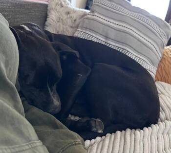 Boxer and Pit Bull Terrier Dogs Available for Adoption - Lambchop | PetCurious