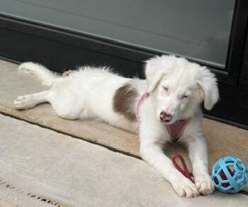 Skye -  Australian Shepherd Dog for Adoption in Wake Forest, North Carolina - Skye | PetCurious