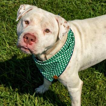 Philly -  Mixed Breed Dog for Adoption in Myrtle Beach, South Carolina - Philly | PetCurious