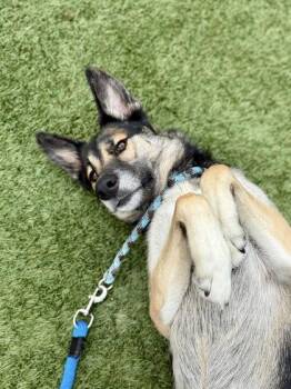 German Shepherd Dog and Mixed Breed Dogs Available for Adoption in Roseville, California - Zelda | PetCurious