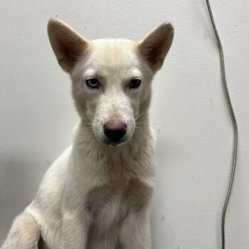 Yang -  Siberian Husky and Mixed Breed Dog for Adoption in Birmingham, Alabama - Yang | PetCurious