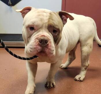 American Bulldog Dogs Available for Adoption in Oakland, California - Tumnus | PetCurious