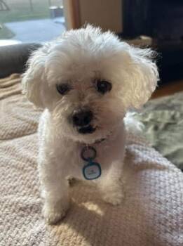 Oliver -  Bichon Frise Dog for Adoption in Union Grove, Wisconsin - Oliver | PetCurious