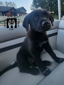 Cuervo -  Anatolian Shepherd Dog for Adoption in Omaha, Nebraska - Cuervo | PetCurious