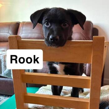 Rook -  Terrier and Pit Bull Terrier Dog for Adoption in Nampa, Idaho - Rook | PetCurious