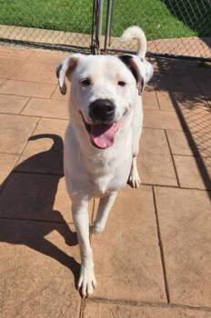 Rescue Labrador Retriever and Terrier Dogs for Adoption in Shreveport, Louisiana - Whitey | PetCurious