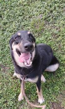 German Shepherd Dog and Mixed Breed Dogs Available for Adoption in Fort Lauderdale, Florida - ART | PetCurious