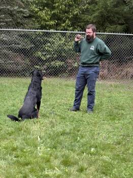 German Shepherd Dog and Rottweiler Dogs Available for Adoption in Silverdale, Washington - Rusty | PetCurious
