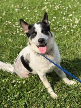 Husky Dogs Available for Adoption in Lutz, Florida - Pelli | PetCurious