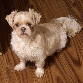 Loretta -  Shih Tzu Dog for Adoption in Sioux Falls, South Dakota - Loretta | PetCurious