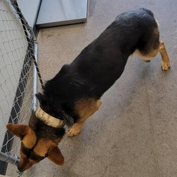 Poseidon -  Mixed Breed Dog for Adoption in Las Cruces, New Mexico - Poseidon | PetCurious