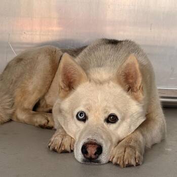 Husky Dogs Available for Adoption - Togo | PetCurious