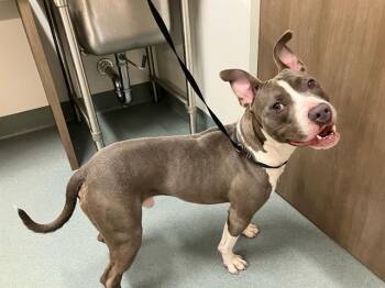 Rescue Pit Bull Terrier Dogs for Adoption in Baytown, Texas - TYSON | PetCurious