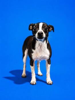PIKACHU -  Mixed Breed Dog for Adoption in Jacksonville, Florida - PIKACHU | PetCurious