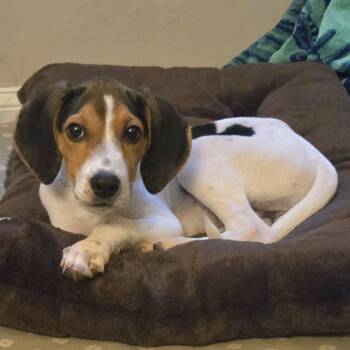 Mitzi -  Treeing Walker Coonhound and Hound Dog for Adoption in Brookeville, Maryland - Mitzi | PetCurious