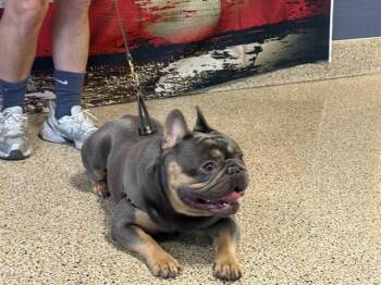 French Bulldog Dogs Available for Adoption in Doral, Florida - TED | PetCurious