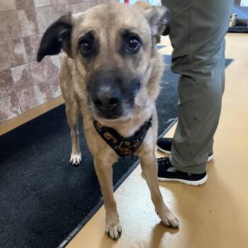 Sunny (Sunflower) -  German Shepherd Dog and Mixed Breed Dog for Adoption in Spanish Fork, Utah - Sunny (Sunflower) | PetCurious